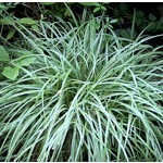 Carex ornithopoda Silver Scepter - Sedge