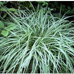 Siergrassen - Ornamental Grasses Carex ornithopoda Silver Sceptre - Zegge