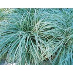 Siergrassen - Ornamental Grasses Carex ornithopoda Silver Sceptre - Zegge