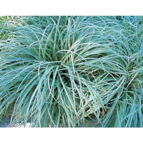 Siergrassen - Ornamental Grasses Carex ornithopoda Silver Sceptre - Zegge