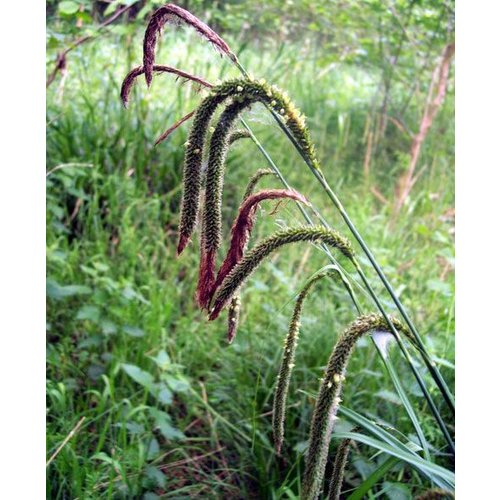 Siergrassen - Ornamental Grasses Carex pendula - Hangende zegge - Reuzenzegge