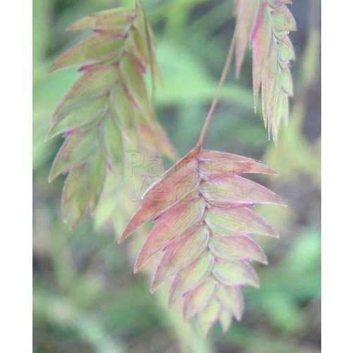 Siergrassen - Ornamental Grasses Chasmanthium latifolium - Plataargras