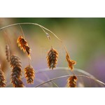 Siergrassen - Ornamental Grasses Chasmanthium latifolium - Plataargras