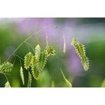 Siergrassen - Ornamental Grasses Chasmanthium latifolium - Plataargras