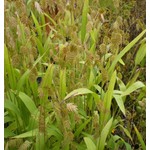 Siergrassen - Ornamental Grasses Chasmanthium latifolium - Plataargras