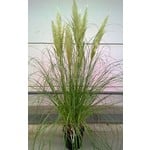 Siergrassen-ornamental grasses Cortaderia selloana Pumila - Dwerg pampasgras