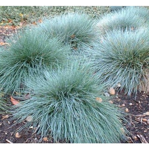 Siergrassen - Ornamental Grasses Festuca glauca Elijah Blue