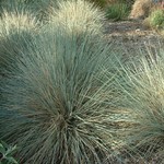 Siergrassen - Ornamental Grasses Helictotrichon sempervirens - Blauwe straalhaver - Sierhaver