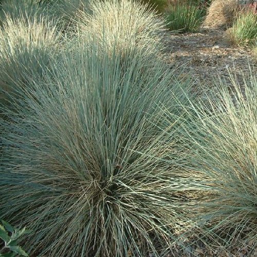 Siergrassen - Ornamental Grasses Helictotrichon sempervirens - Blauwe straalhaver - Sierhaver