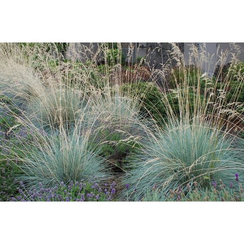 Siergrassen - Ornamental Grasses Helictotrichon sempervirens - Blauwe straalhaver - Sierhaver