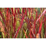 Siergrassen - Ornamental Grasses Imperata cylindrica Red Baron - Japans bloedgras