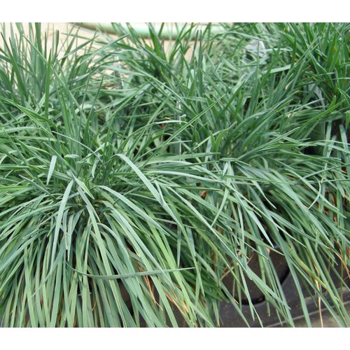 Siergrassen - Ornamental Grasses Koeleria glauca - Fakkelgras