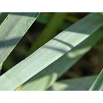 Siergrassen - Ornamental Grasses Leymus arenarius - Strandhaver