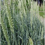 Siergrassen - Ornamental Grasses Leymus arenarius - Strandhaver