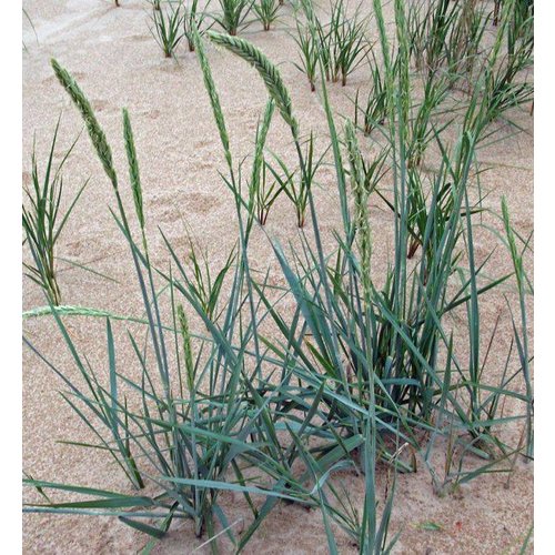 Siergrassen - Ornamental Grasses Leymus arenarius - Strandhaver