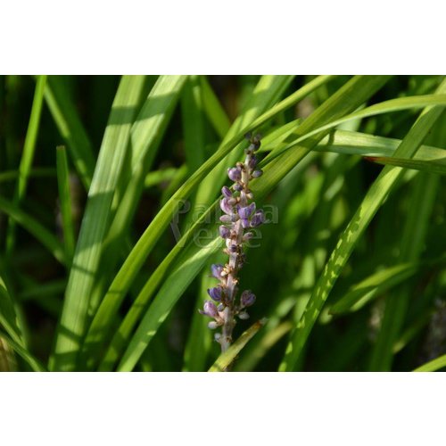 Bloemen-flowers Liriope muscari Big Blue - Leliegras