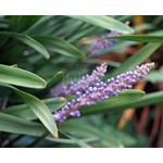 Bloemen-flowers Liriope muscari Big Blue