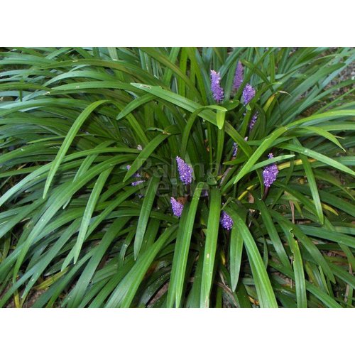 Bloemen-flowers Liriope muscari Big Blue - Leliegras