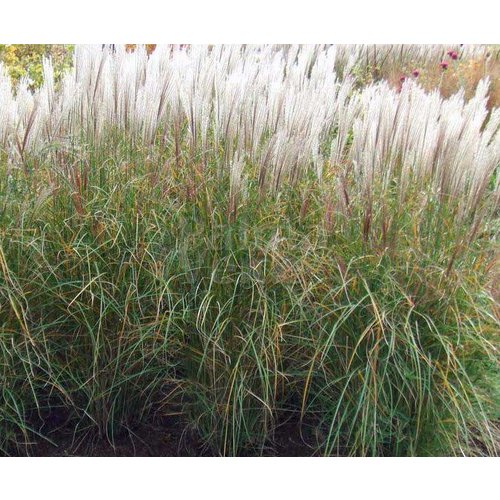 Siergrassen - Ornamental Grasses Miscanthus sinensis Kleine Silberspinne - Prachtriet - Japans sierriet