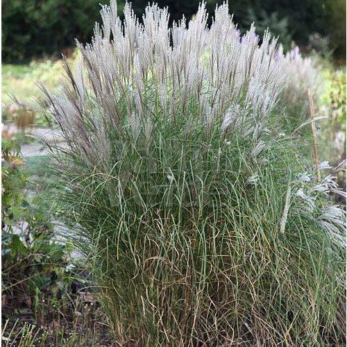 Siergrassen - Ornamental Grasses Miscanthus sinensis Kleine Silberspinne - Prachtriet - Japans sierriet