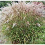 Siergrassen - Ornamental Grasses Miscanthus sinensis Kleine Silberspinne - Prachtriet - Japans sierriet