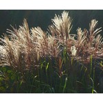 Siergrassen - Ornamental Grasses Miscanthus sinensis Malepartus - Prachtriet - Japans sierriet