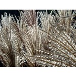 Siergrassen - Ornamental Grasses Miscanthus sinensis Malepartus - Prachtriet - Japans sierriet