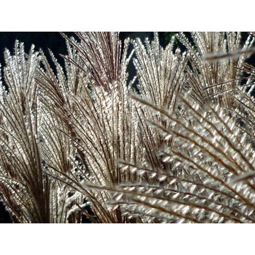 Siergrassen - Ornamental Grasses Miscanthus sinensis Malepartus - Prachtriet - Japans sierriet