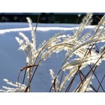 Siergrassen - Ornamental Grasses Miscanthus sinensis Malepartus - Prachtriet - Japans sierriet