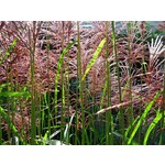 Siergrassen - Ornamental Grasses Miscanthus sinensis Malepartus - Prachtriet - Japans sierriet