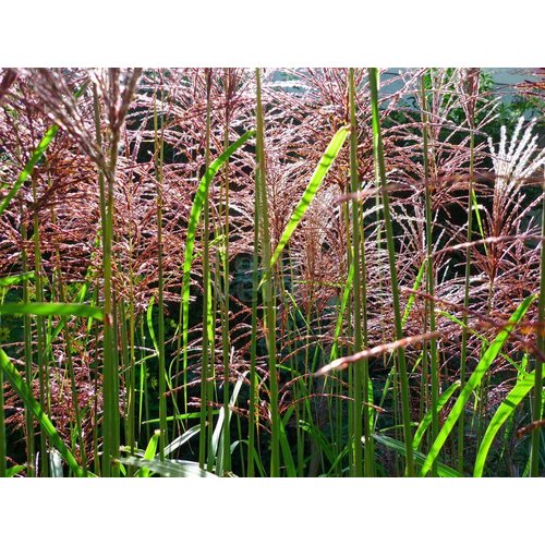 Siergrassen - Ornamental Grasses Miscanthus sinensis Malepartus - Prachtriet - Japans sierriet