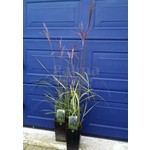 Siergrassen - Ornamental Grasses Miscanthus sinensis Malepartus - Prachtriet - Japans sierriet