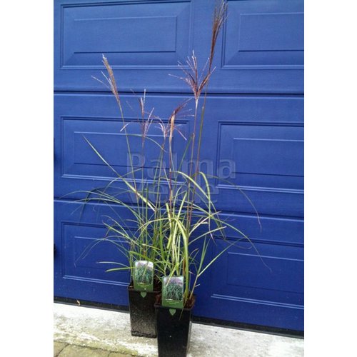 Siergrassen - Ornamental Grasses Miscanthus sinensis Malepartus - Prachtriet - Japans sierriet