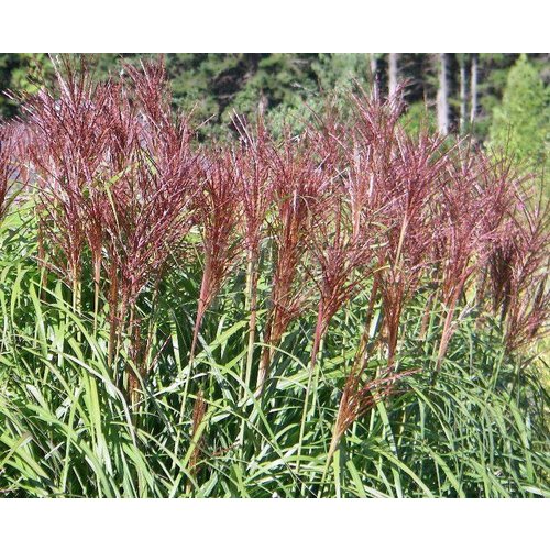 Siergrassen - Ornamental Grasses Miscanthus sinensis Malepartus - Prachtriet - Japans sierriet