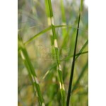 Siergrassen - Ornamental Grasses Miscanthus sinensis Punktchen