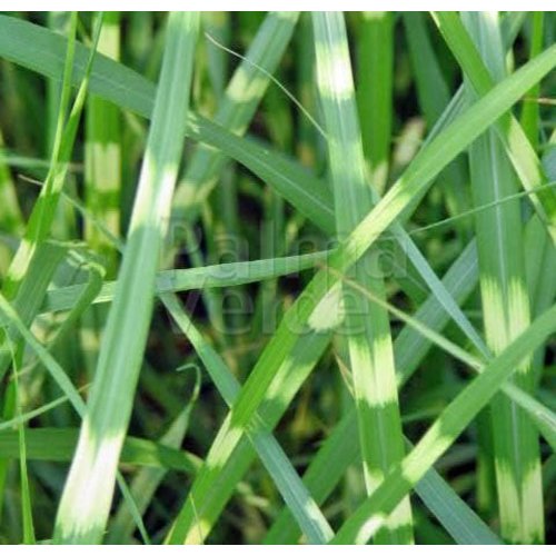 Siergrassen - Ornamental Grasses Miscanthus sinensis Punktchen