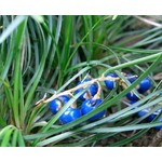 Blad-leaf Ophiopogon japonicus Minor - Muguet du Japon