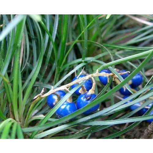 Blad-leaf Ophiopogon japonicus Minor - Slangebaard - Japans slangengras
