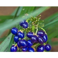 Blad-leaf Ophiopogon japonicus Minor - Muguet du Japon