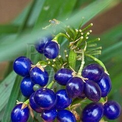 Blad-leaf Ophiopogon japonicus Minor - Muguet du Japon