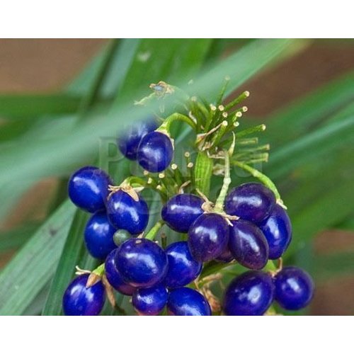 Blad-leaf Ophiopogon japonicus Minor - Muguet du Japon