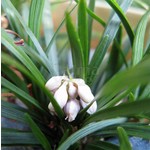 Blad-leaf Ophiopogon japonicus Minor - Muguet du Japon