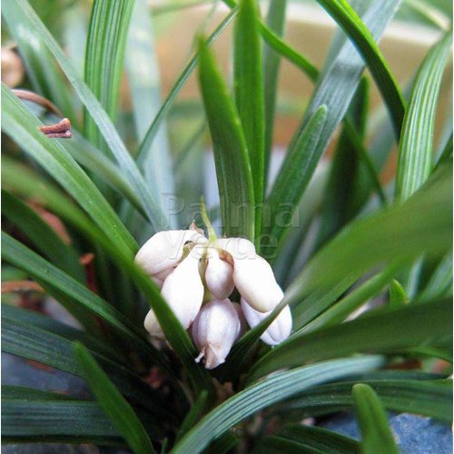 Blad-leaf Ophiopogon japonicus Minor - Muguet du Japon
