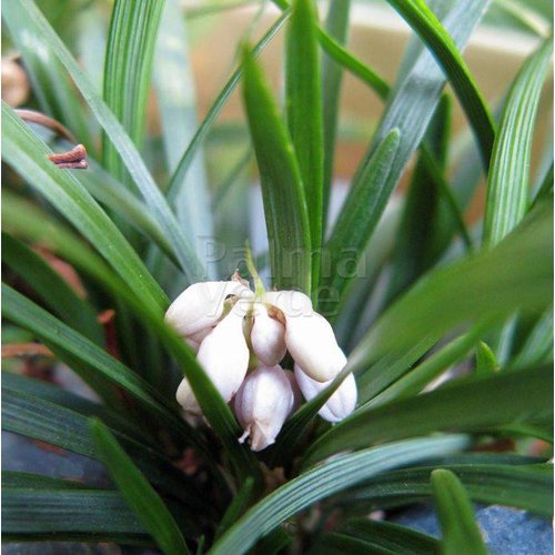 Siergrassen - Ornamental Grasses Ophiopogon japonicus Minor