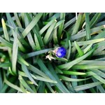 Blad-leaf Ophiopogon japonicus Minor - Muguet du Japon