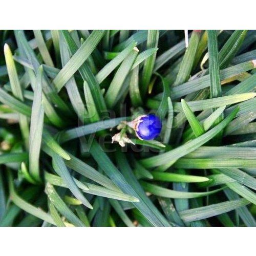 Blad-leaf Ophiopogon japonicus Minor - Muguet du Japon