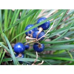 Blad-leaf Ophiopogon japonicus Minor - Muguet du Japon