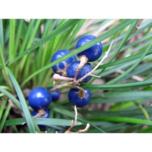 Blad-leaf Ophiopogon japonicus Minor - Muguet du Japon