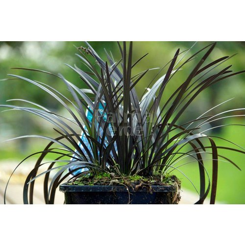 Siergrassen - Ornamental Grasses Ophiopogon planiscapus Niger - Black grass