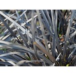 Blad-leaf Ophiopogon planiscapus Niger - Zwart gras